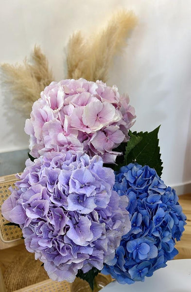 Fresh Bouquet - Hydrangea with Daisies
