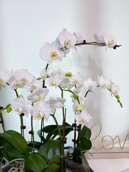 Orchids in Pot