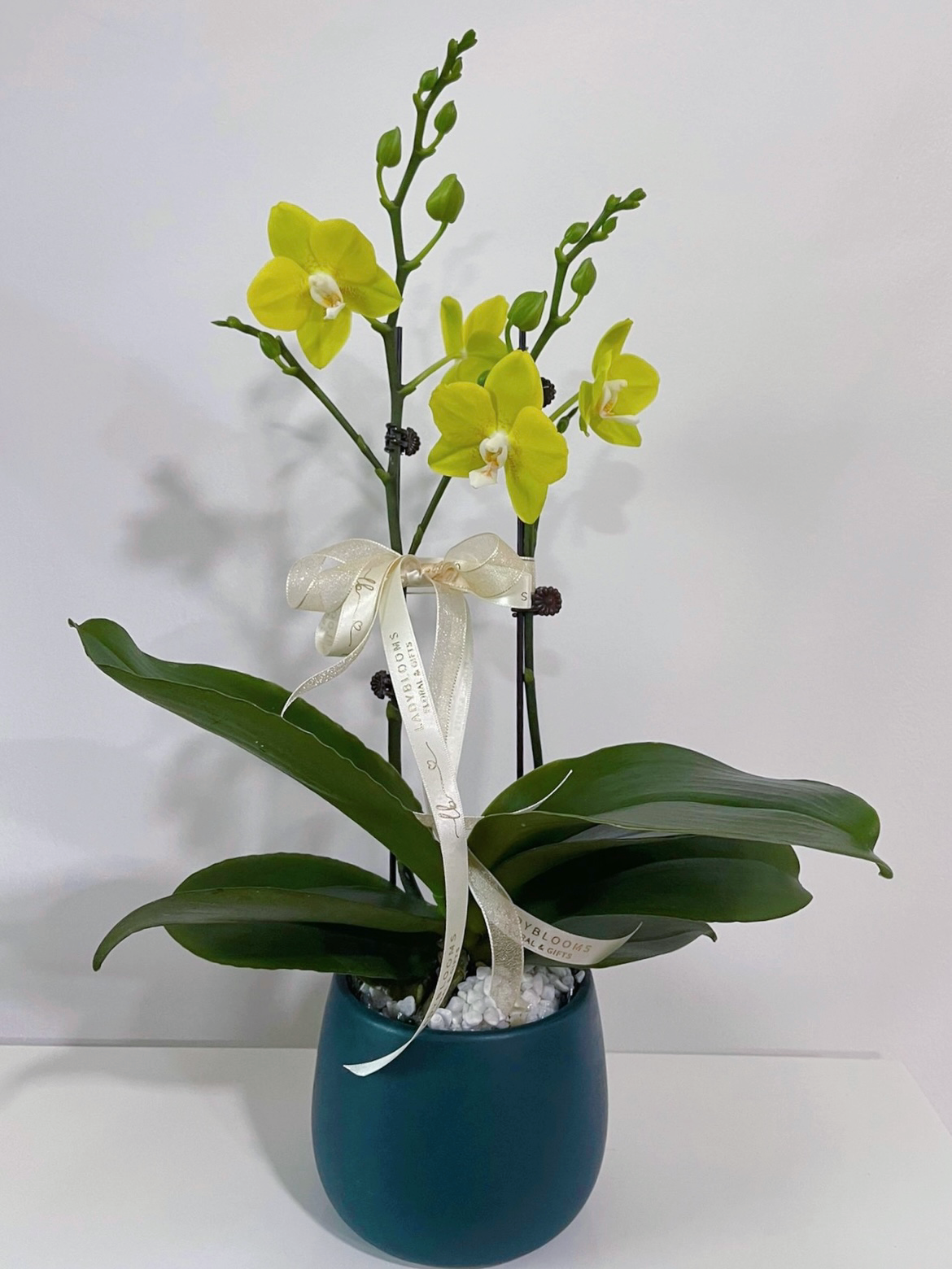 Orchids in Pot - Yellow