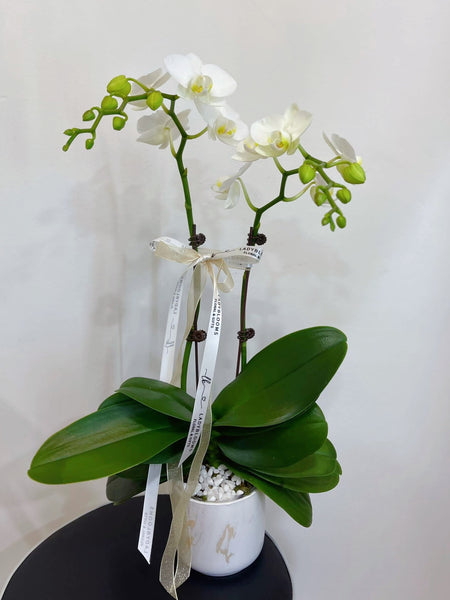 Orchids in Pot